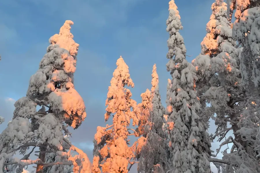 Hiking Adventure In the Arctic with Lunch in the Wilderness