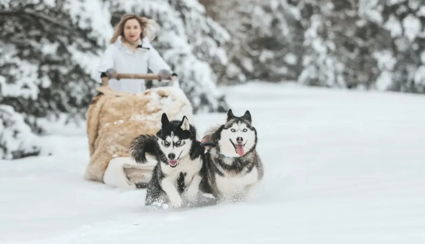 2 Days Escape in Lapland: Northern Lights, Santa, Reindeer & Husky Adventure
