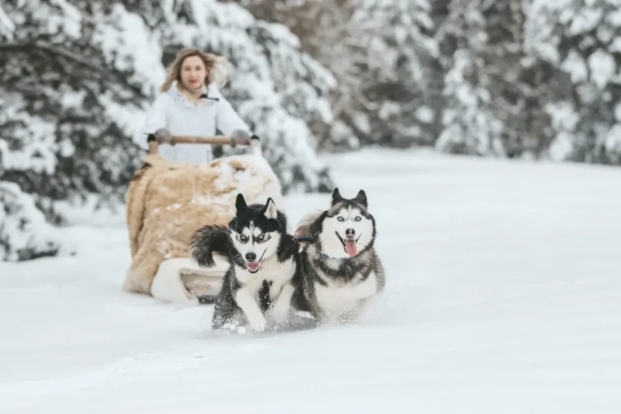 2 Days Escape in Lapland: Northern Lights, Santa, Reindeer & Husky Adventure