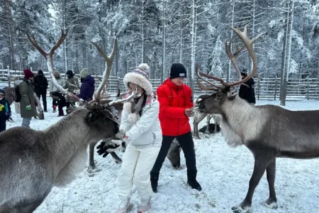 Couple feeding reindeers during a reindeer farm visit in rovaniemi