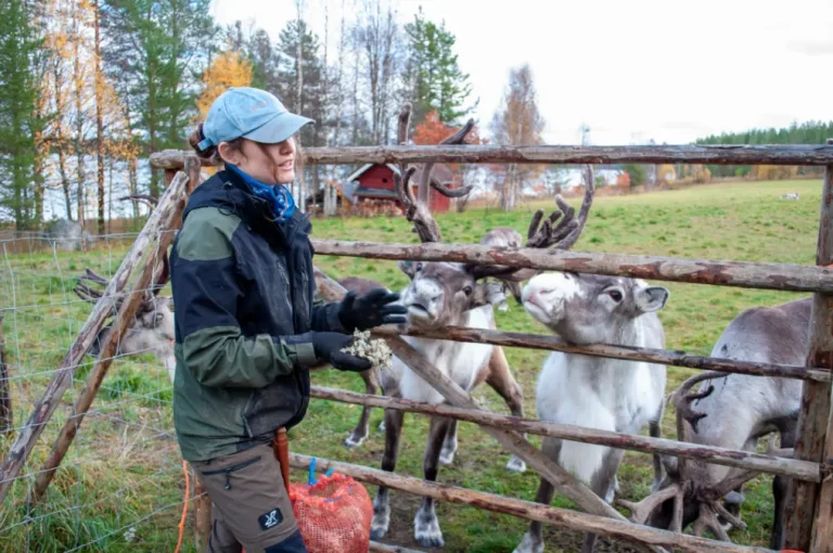 Guided reindeer farm experience with local herders in Lapland
