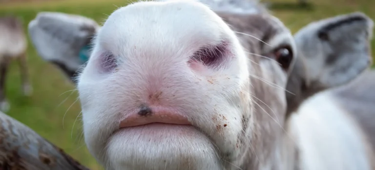 Close-up of a reindeer during farm visit