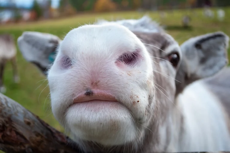 Close-up of a reindeer during farm visit