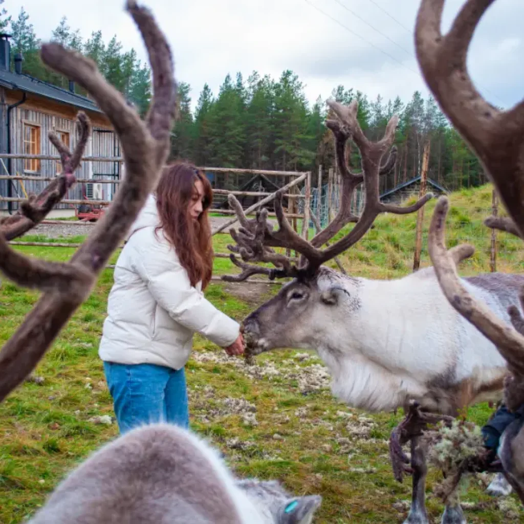 Tourist gently feeding a calm reindeer at the farm