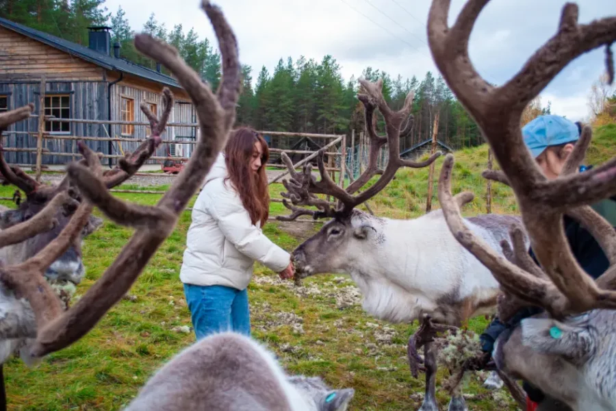 Tourist gently feeding a calm reindeer at the farm