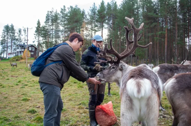 Guests visiting reindeer farm surrounded by autumn colors