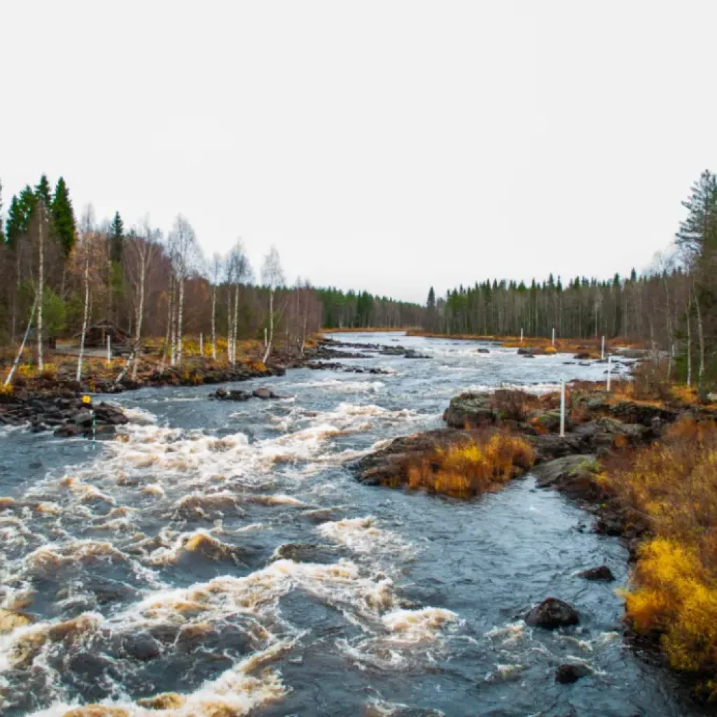 Nature walk through the forests of Rovaniemi during a guided Lapland experience