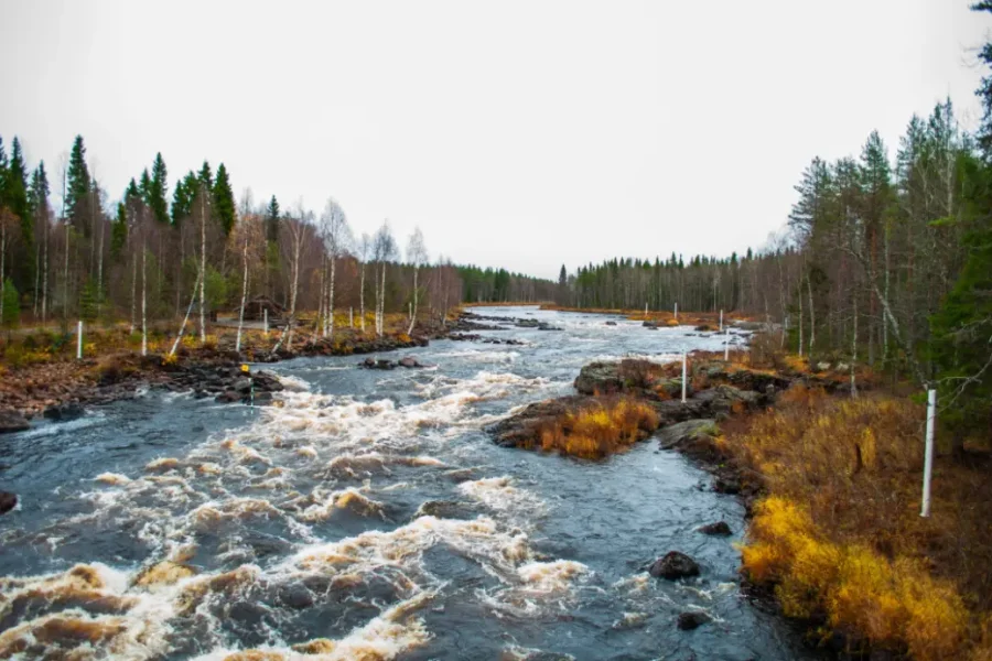 Nature walk through the forests of Rovaniemi during a guided Lapland experience