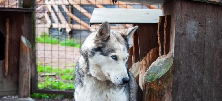 Guided autumn husky safari in Rovaniemi surrounded by vibrant fall colors