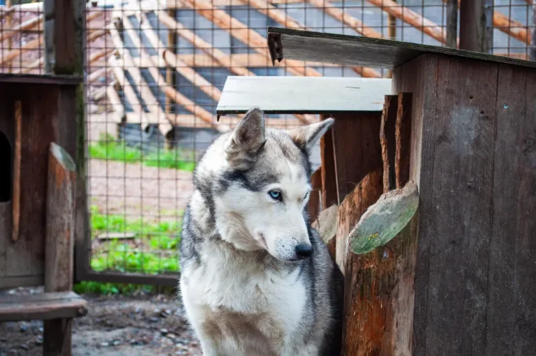 Guided autumn husky safari in Rovaniemi surrounded by vibrant fall colors