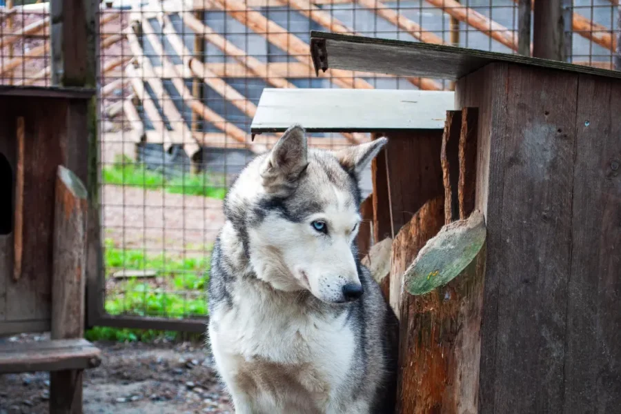 Guided autumn husky safari in Rovaniemi surrounded by vibrant fall colors
