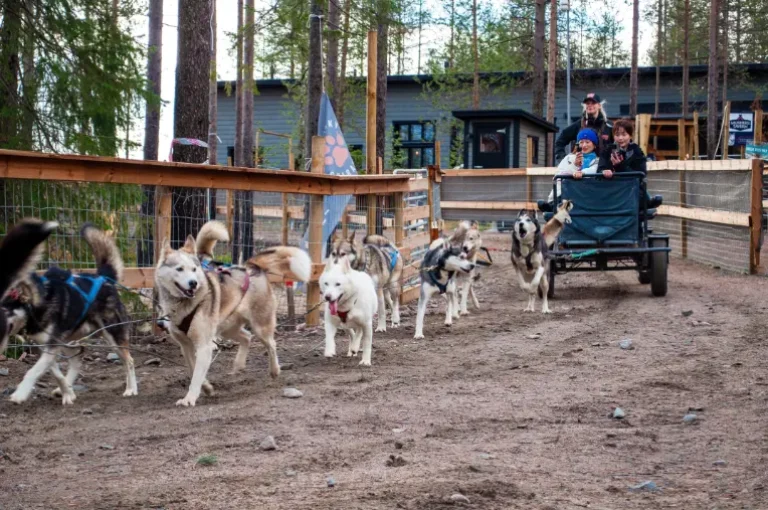 Team of Siberian huskies pulling a cart during an autumn safari in Rovaniemi, Finland.