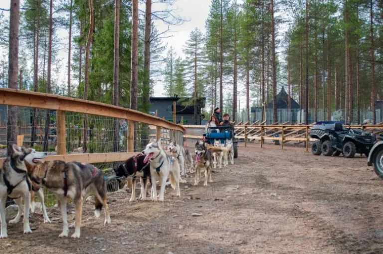 Guests enjoying an autumn husky safari through the colorful forests of Rovaniemi, Lapland