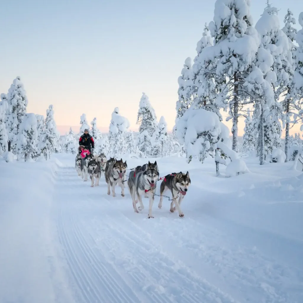 Musher steering husky sled across a wide snowy landscape during an Arctic safari in Lapland.