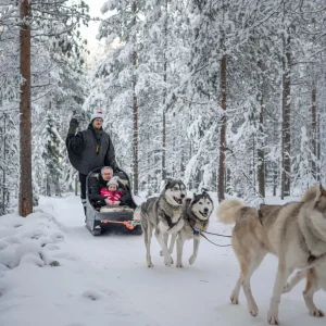 Husky dog team pulling a sled through the pristine white landscapes of Rovaniemi on a winter tour in Lapland.