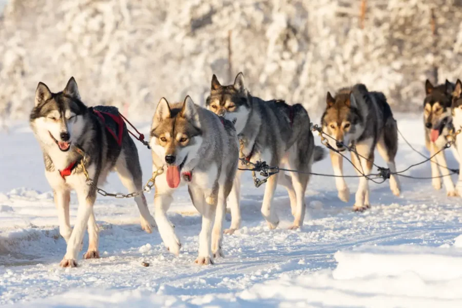Husky sledding adventure through the snowy forests of Rovaniemi, Lapland, Finland during a magical winter safari.