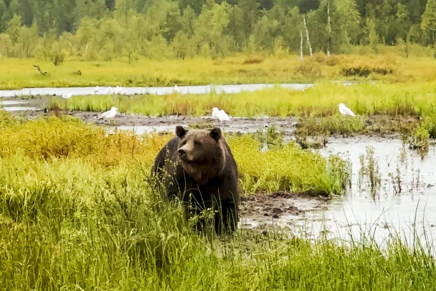 Brown bear in the wild forests of Lapland during a wildlife safari